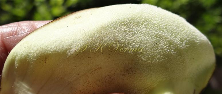  Inner wall of utricle densely hairy